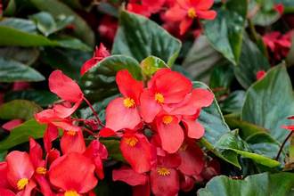 Begonia babeana